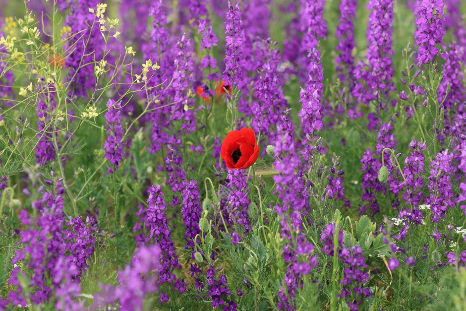 Spring Flowers in Pots / from TheSirensTale.com