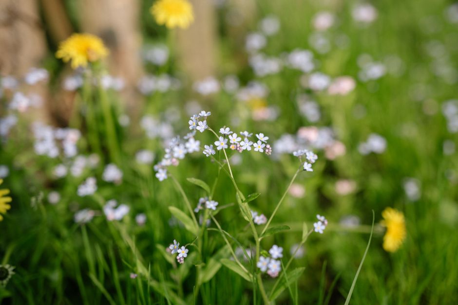 Phlox Flowers / from TheSirensTale.com