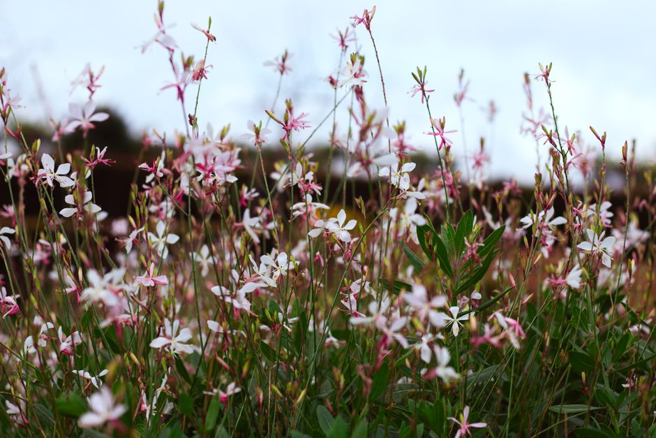 muscadet oriental lilies / from: belongwithwildflowers.com