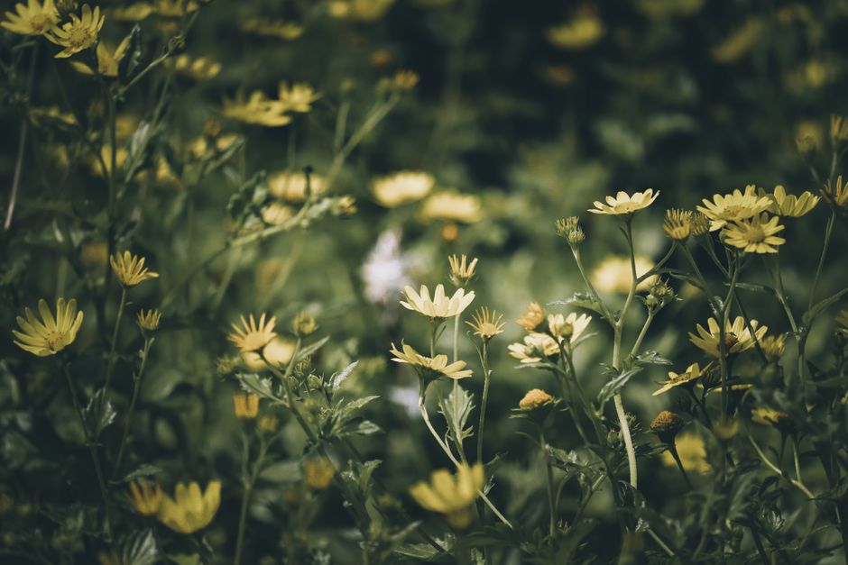 black eyed susans / from: belongwithwildflowers.com