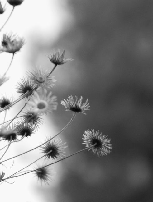 blazing star wildflower / from: belongwithwildflowers.com