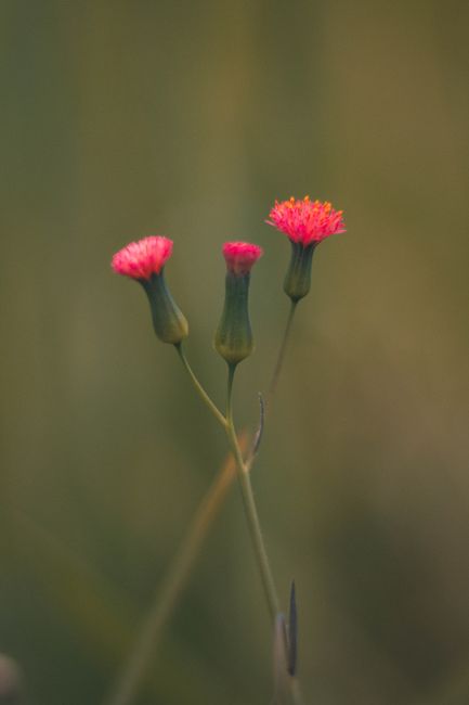 do not regret growing older / from: belongwithwildflowers.com