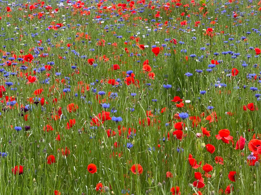 Learning how to grow an organic garden / from: belongwithwildflowers.com