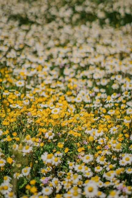 Learning about beekeeping and honeybees / from: belongwithwildflowers.com