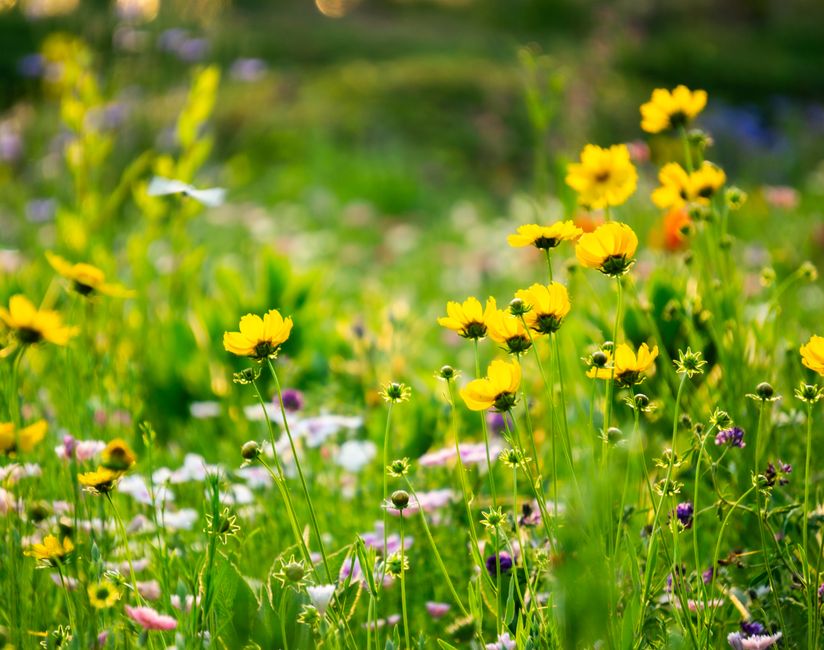 greenhouse flowers / from: belongwithwildflowers.com