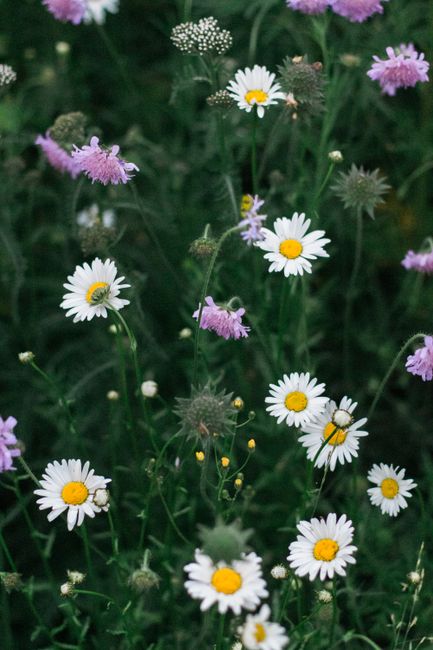 finding beauty friday - moments for the journey / from: belongwithwildflowers.com