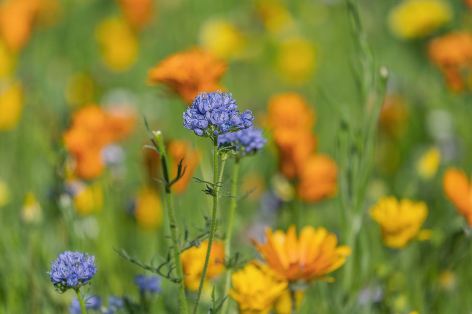 finding beauty friday - just leesha / from: belongwithwildflowers.com