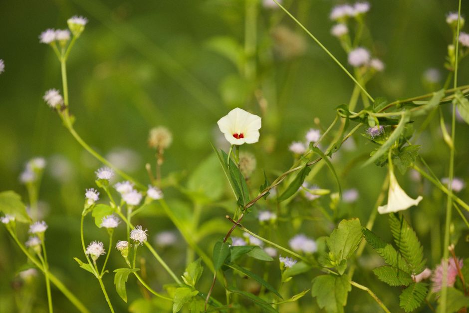 welcome to our garden / from: belongwithwildflowers.com