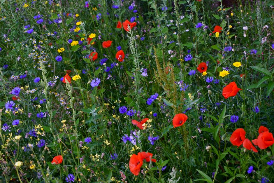 organic garden harvest / from: belongwithwildflowers.com