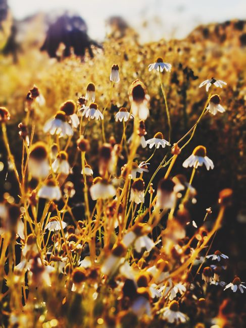 Farm Fresh Food / from: belongwithwildflowers.com