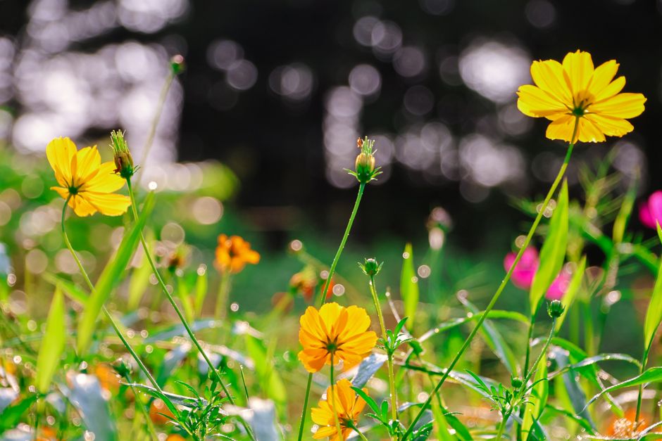 Support Local Farmers / from belongwithwildflowers.com