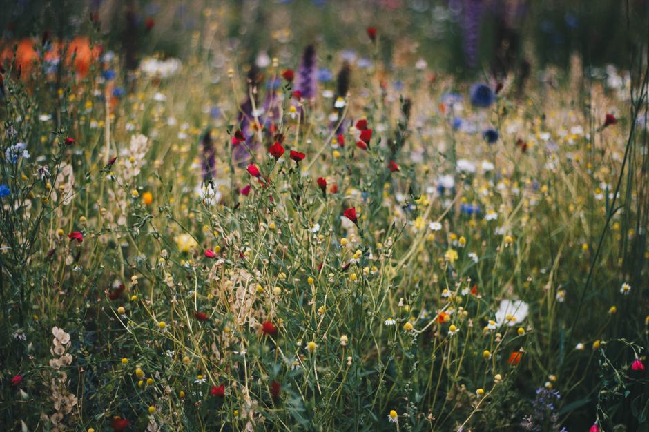 gardening tips for switching from containers to raised beds / from: belongwithwildflowers.com