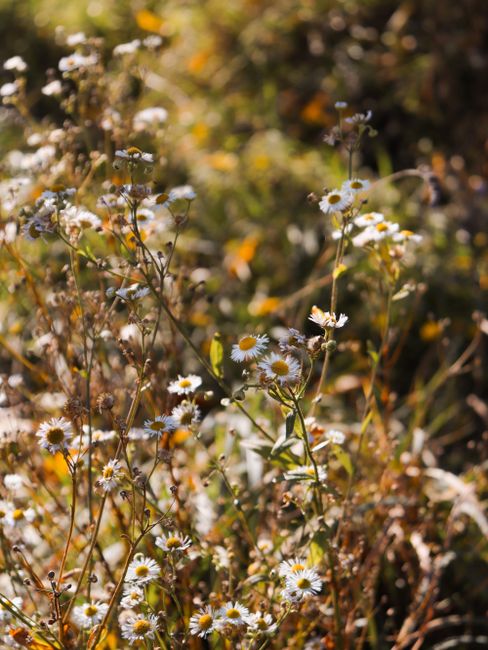 Gratitude Lately: Taking time to appreciate the small moments in life through photography and gratitude. // The moon