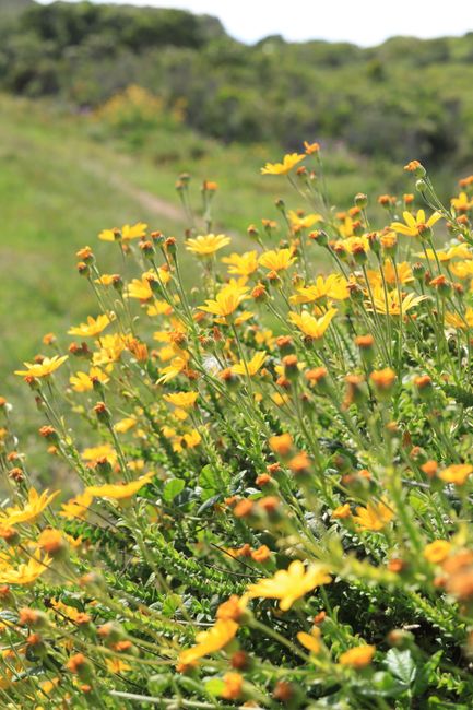 organic cucumber plants / from: belongwithwildflowers.com