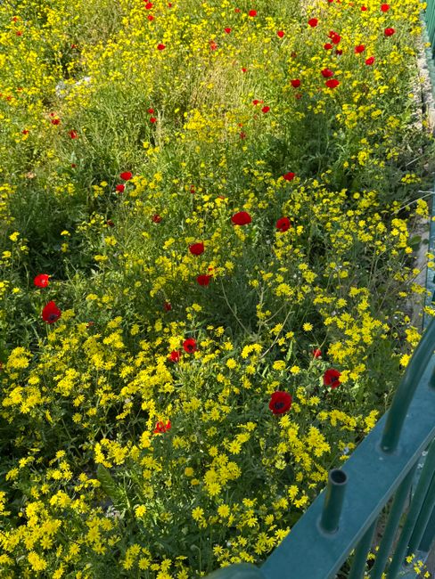 cucumber vine / from: belong with wildflowers