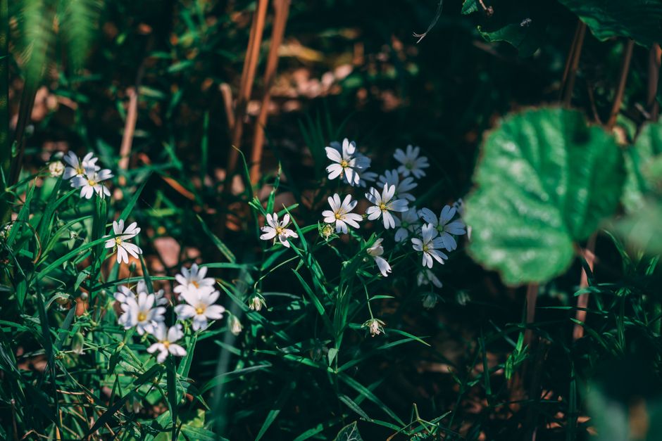 low light gardening guide / from: belongwithwildflowers.com